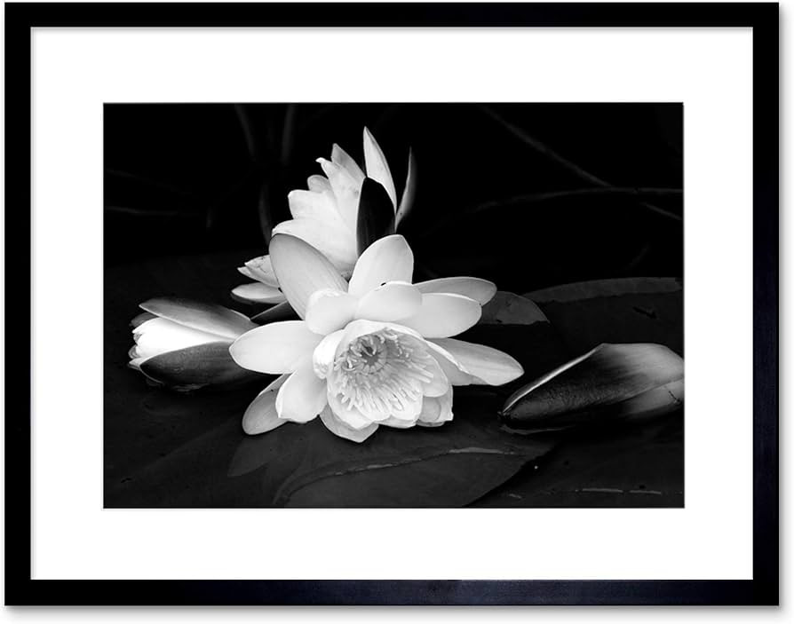 WHITE FLOWER BLOOM BLACK BACKGROUND FRAMED ART PRINT PICTURE B12X9435 | Amazon (US)