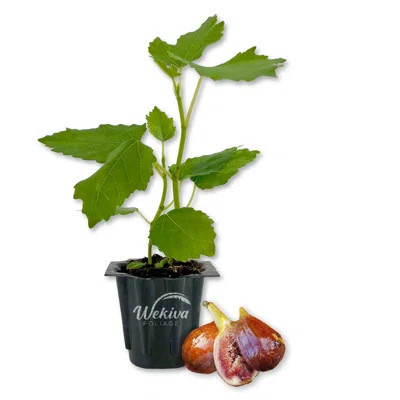 Olympian fig tree product photo via LTK