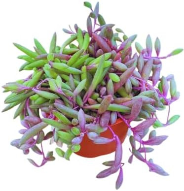 Live Succulent 4" Othonna Capensis Ruby Necklace, Succulents Plants Live, Succulent Plants Fully ... | Amazon (US)