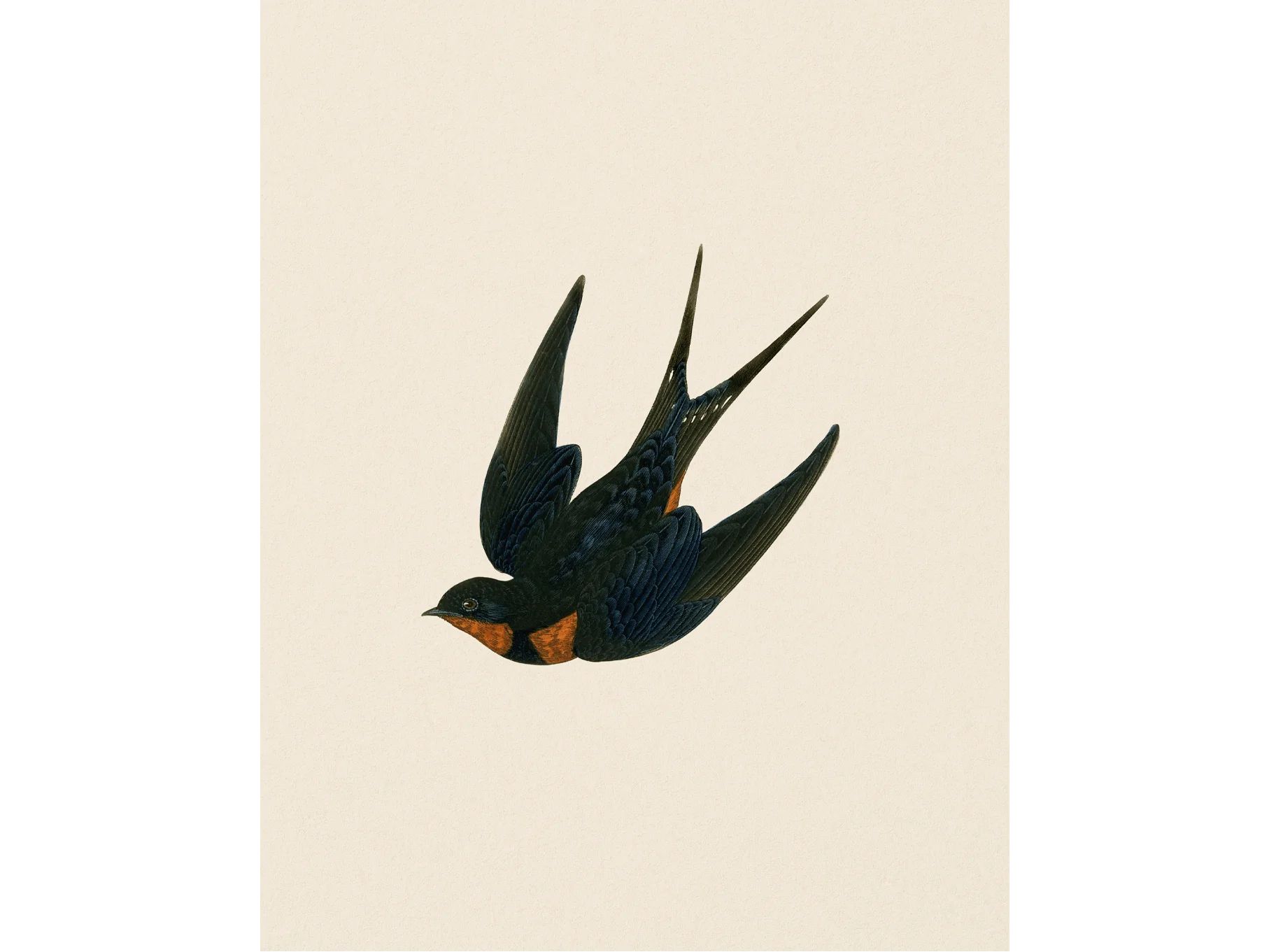 Swallow | Heirloom Print Shop