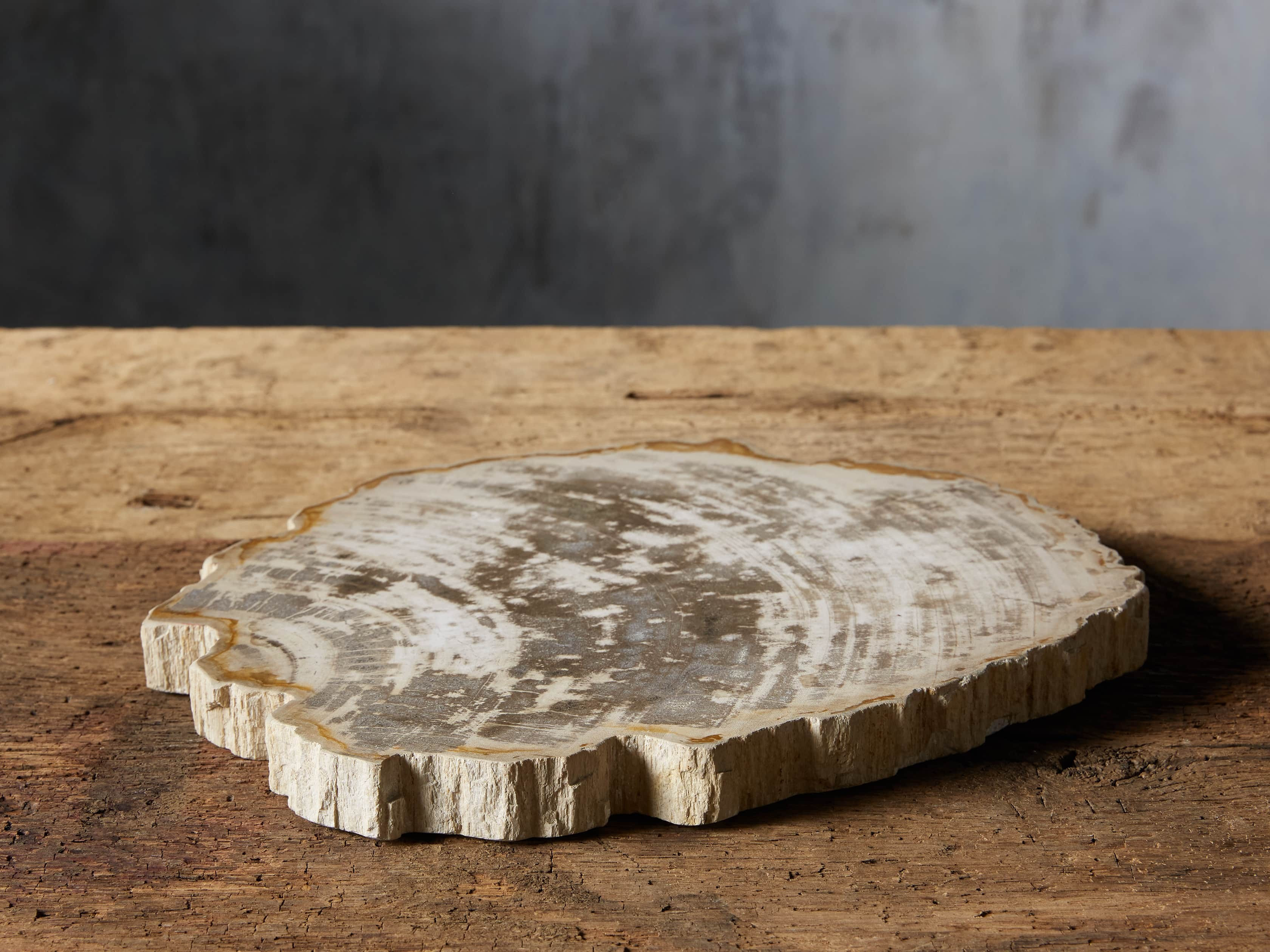 Petrified Wood Slab | Arhaus