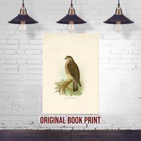 Pigeon Hawk Antique Bird Lithograph - Original 1897 Book Print Lover Gift Ornithology Decor Vintage  | Etsy (US)