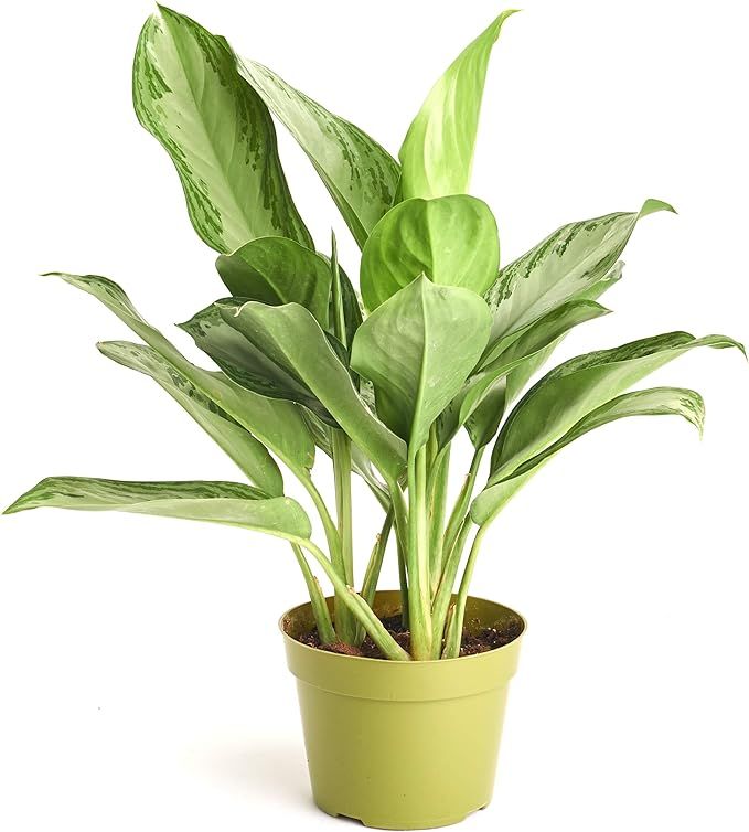 Shop Succulents | Chinese Evergreen 'Silver Bay Aglaonema' House Plant in 6" Grow Pot, Hand Selec... | Amazon (US)