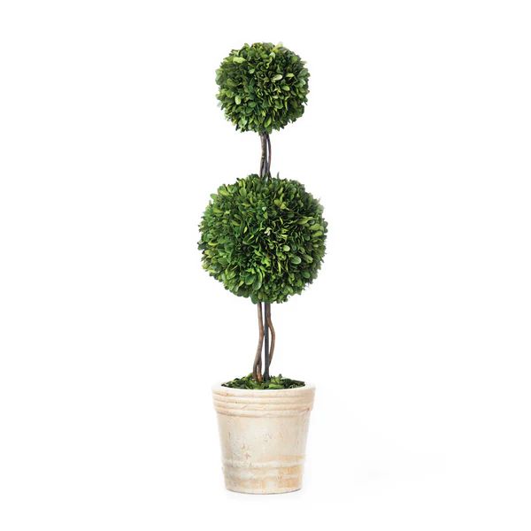 Large Boxwood Topiary | Caitlin Wilson Design