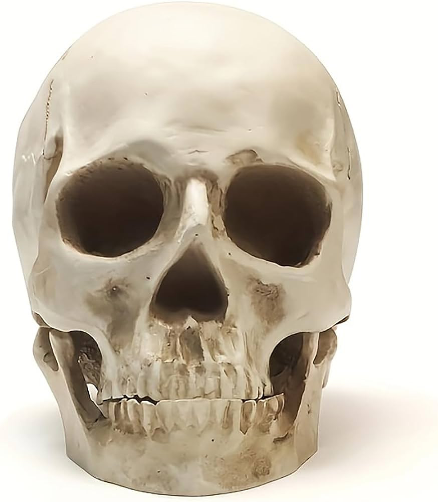 SOACH Resin Skull, 1:1 Human Skull, Human Head Model for Home Decoration, Halloween Statue, Bone ... | Amazon (US)