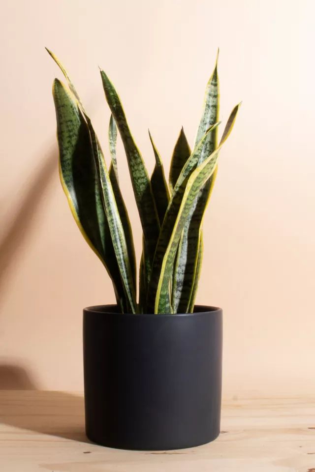 Home Botanicals Snake Plant Houseplant in 6" Mid Century Modern Ceramic Planter | Urban Outfitters (US and RoW)