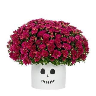 Vigoro 3 Qt. Live Purple Chrysanthemum (Mum) Plant for Fall Porch or Patio in Decorative Ghost Ti... | The Home Depot