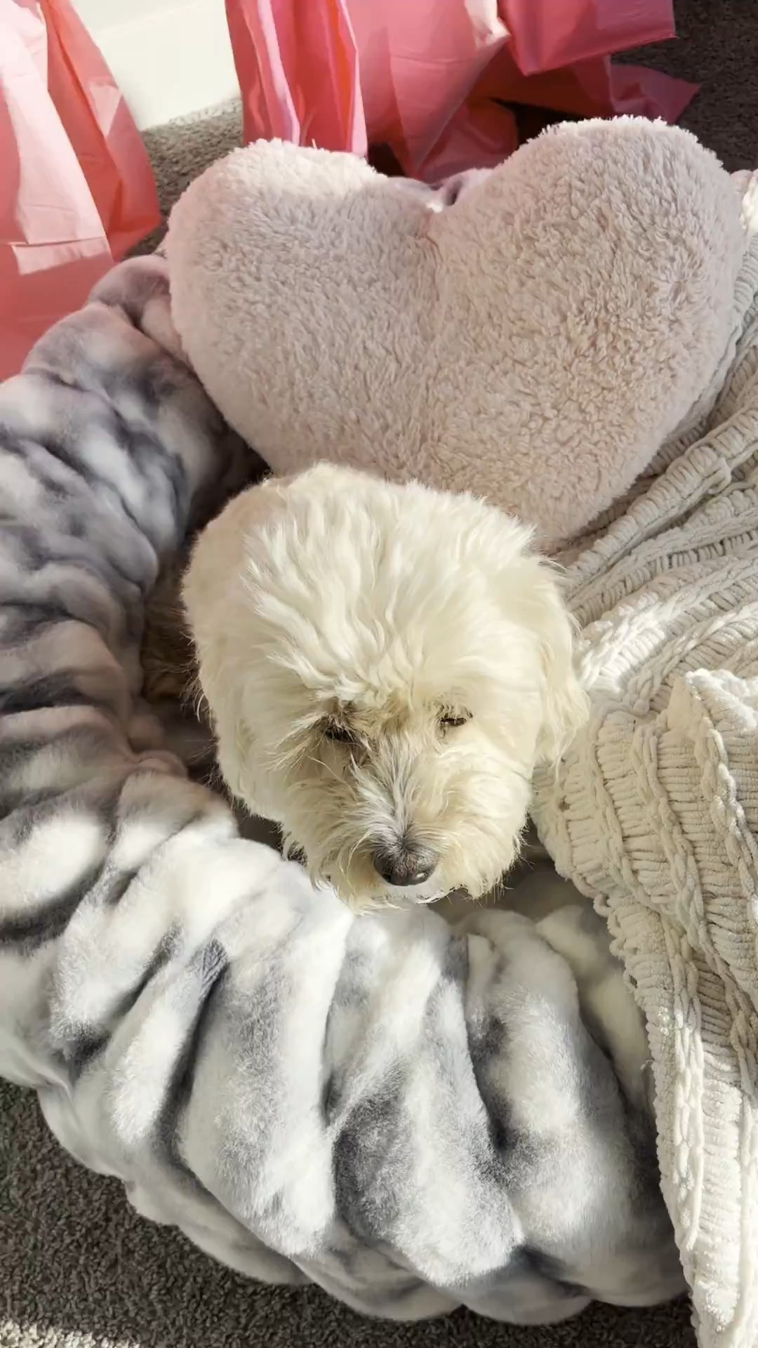 Dog bed is from @petcoutureco

#LTKValentine #LTKHome #LTKmomlife