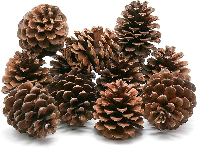 Review Outdoor Gear 5, 8, 10 or 12 Ponderosa Decorative 3" - 3.5" Pine Cones UNSCENTED Fall Winte... | Amazon (US)