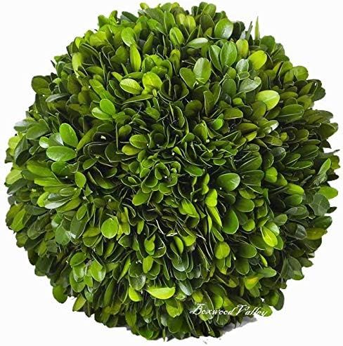Boxwood Ball Preserved Real Boxwood Leaves Green Plants Home Decors for Christmas Thanksgiving Da... | Amazon (US)