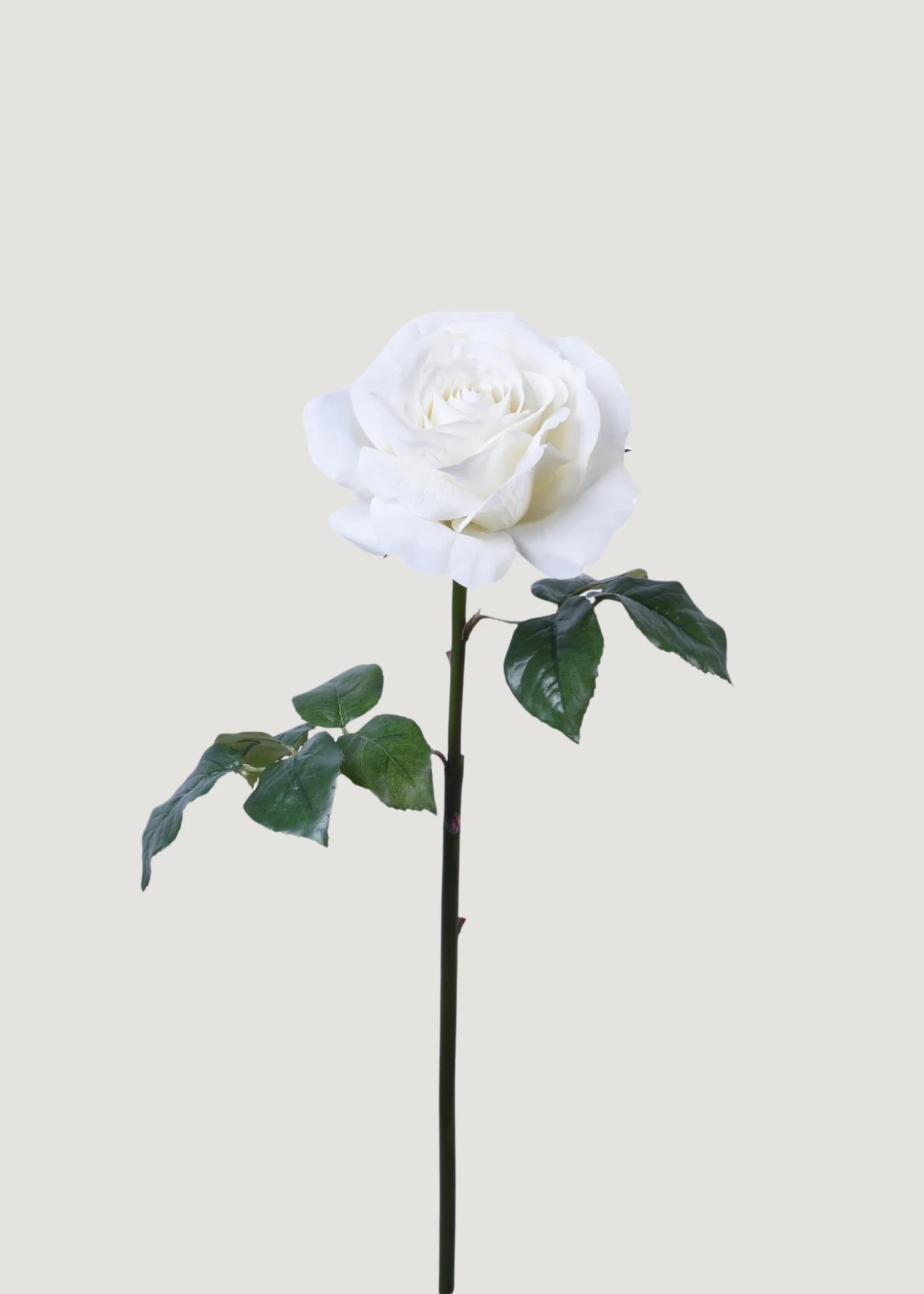 Fake Rose Stem in White | Natural Touch Flowers | Afloral | Afloral