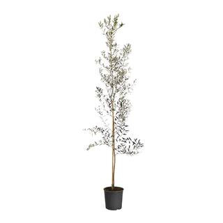 Brighter Blooms Arbequina Olive Tree in 3 Gal. OLI-ARB-56_3 - The Home Depot | The Home Depot