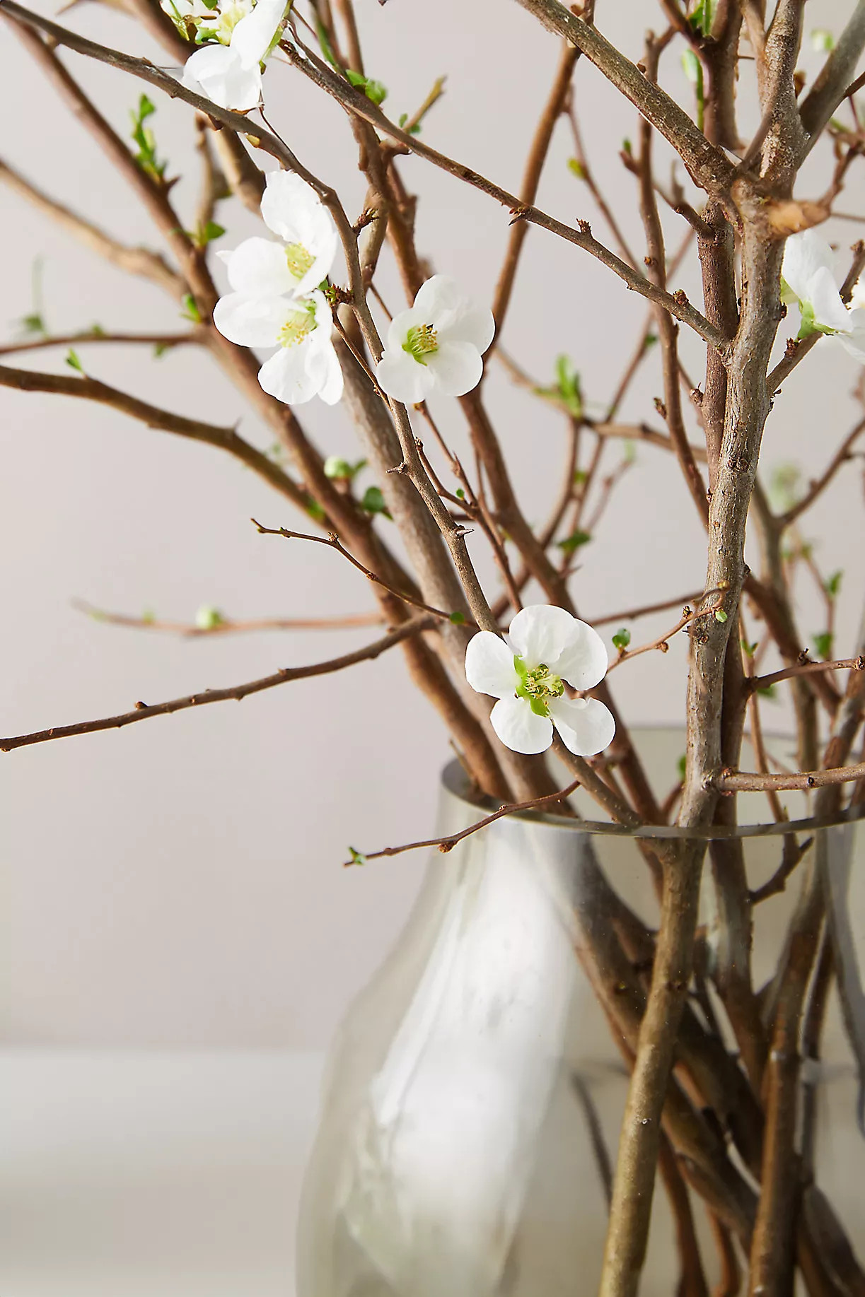 Quince Branches | Terrain