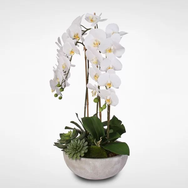 Silk Phalaenopsis and Succulents Orchid Floral Arrangement | Wayfair North America
