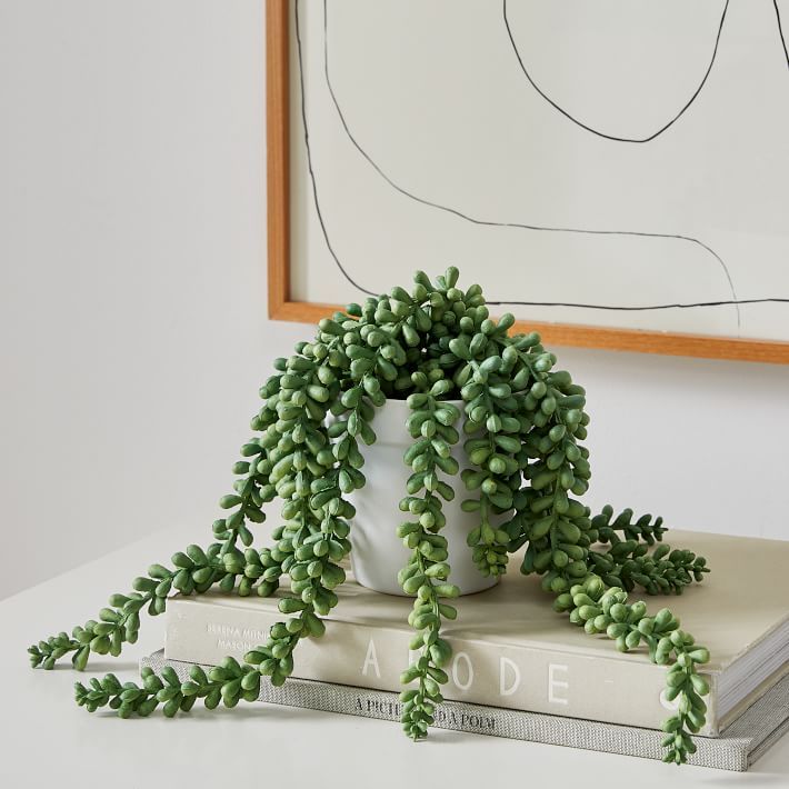 Faux Potted Donkey Tail Plant | West Elm (US)