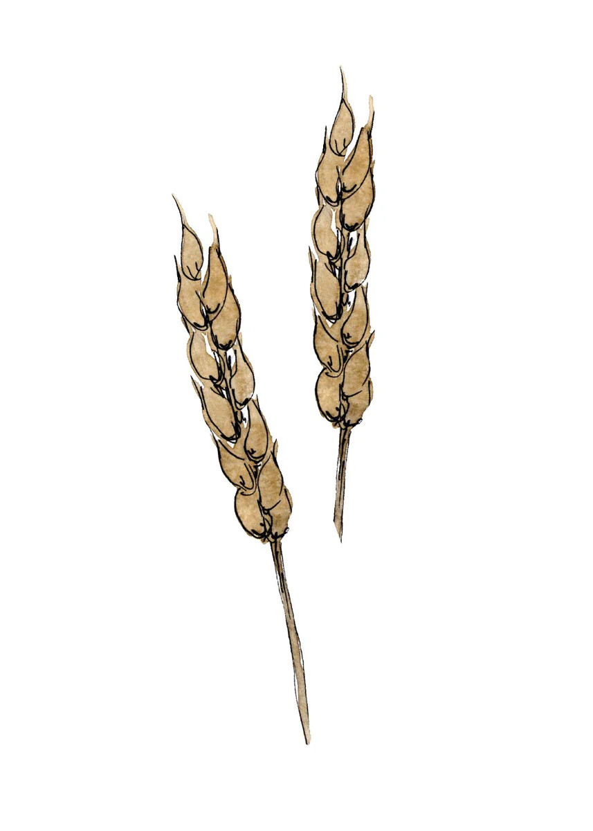 Dried Floral III | Collection Prints