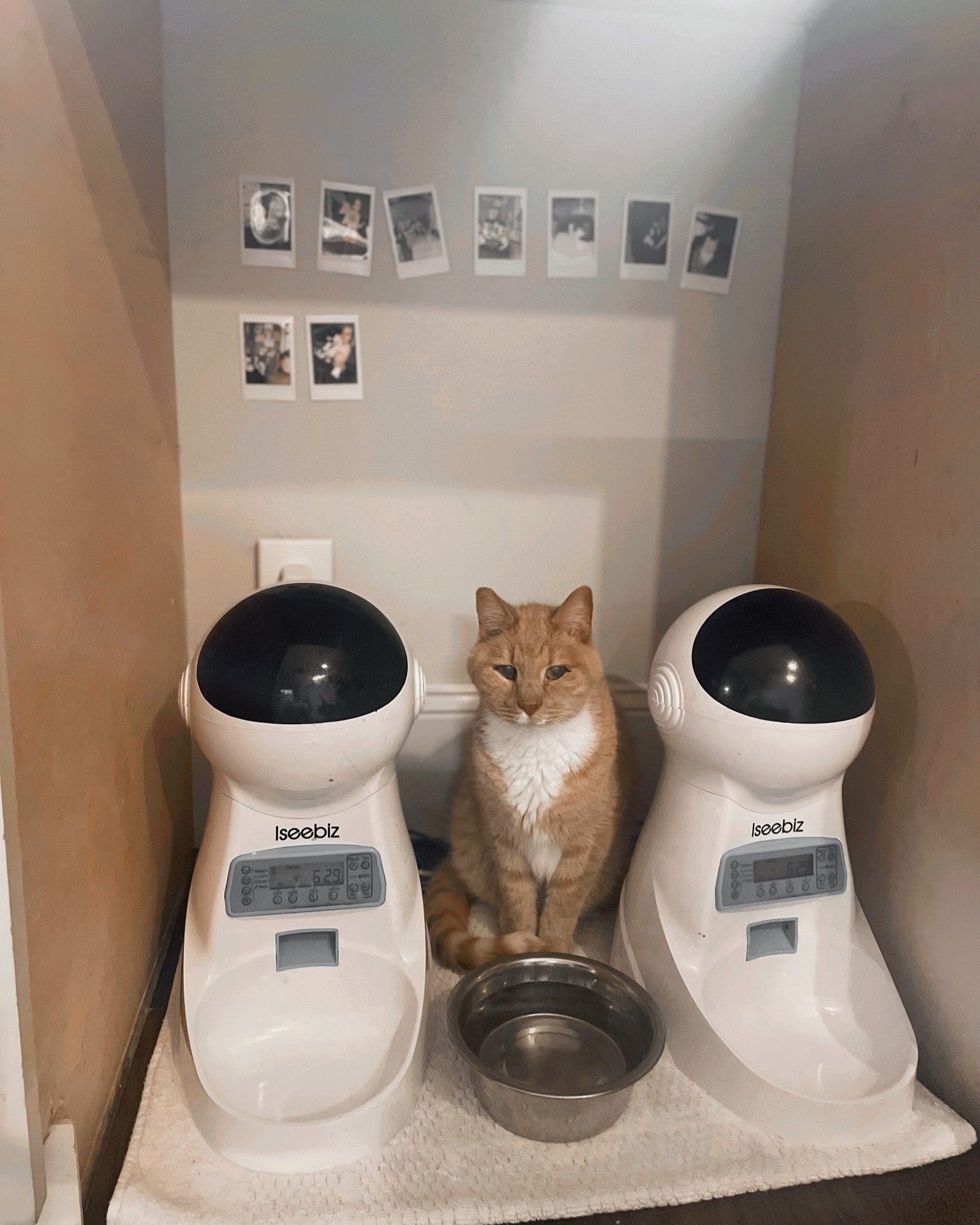 The best automatic pet feeder 🙌🏻

#LTKhome #LTKsalealert #LTKunder100