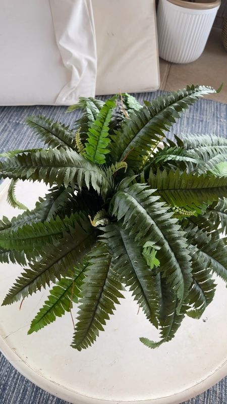 Faux real ferns. Come 2 per box. I fluffed and rolled the leaves to give the shape of a real fern


#LTKHome #LTKFindsUnder50 #LTKSeasonal