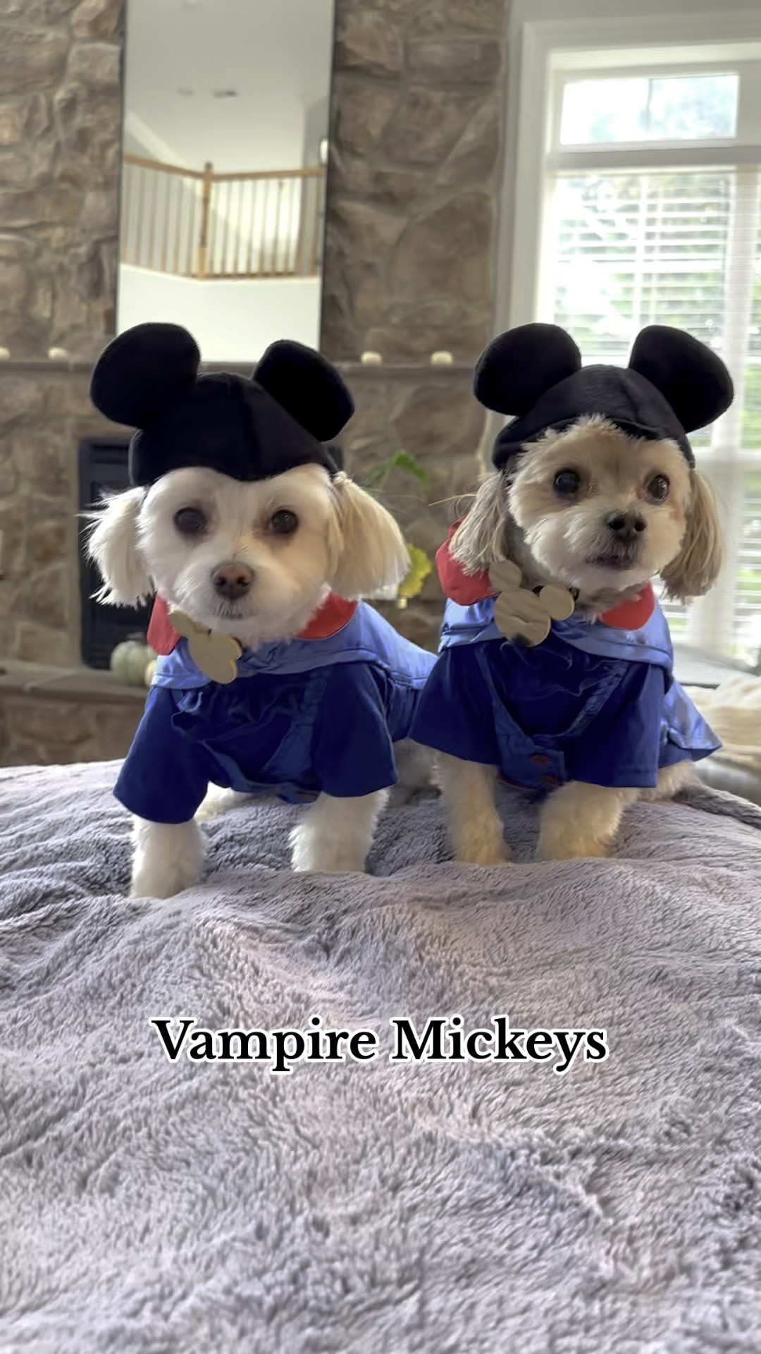 𝑪𝒖𝒕𝒆𝒔𝒕 𝑽𝒂𝒎𝒑𝒊𝒓𝒆 𝑴𝒊𝒄𝒌𝒆𝒚𝒔 🧛🏼‍♂️🐭

#LTKHalloween #LTKSeasonal #LTKHoliday