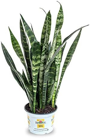 Burpee 'Black Coral' Snake Sansevieria trificiata | Indirect Medium Light | Live Easy Care Indoor... | Amazon (US)