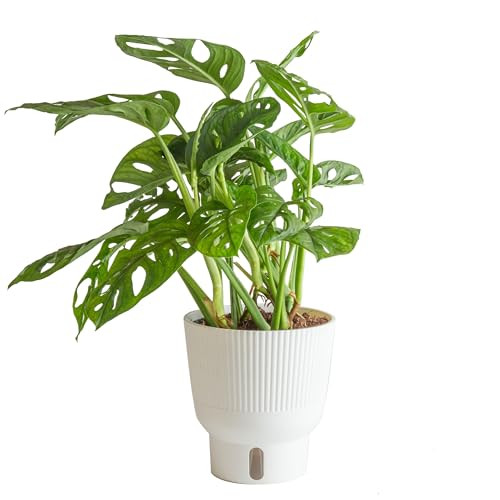 Costa Farms Little Monstera Plant, Easy to Grow Houseplant, Live Indoor Plant Potted in Cute Garden Plant Pot, Potting Soil, Housewarming Gift, Home, Office, and Tropical Room Decor, 12-Inches Tall | Amazon (US)