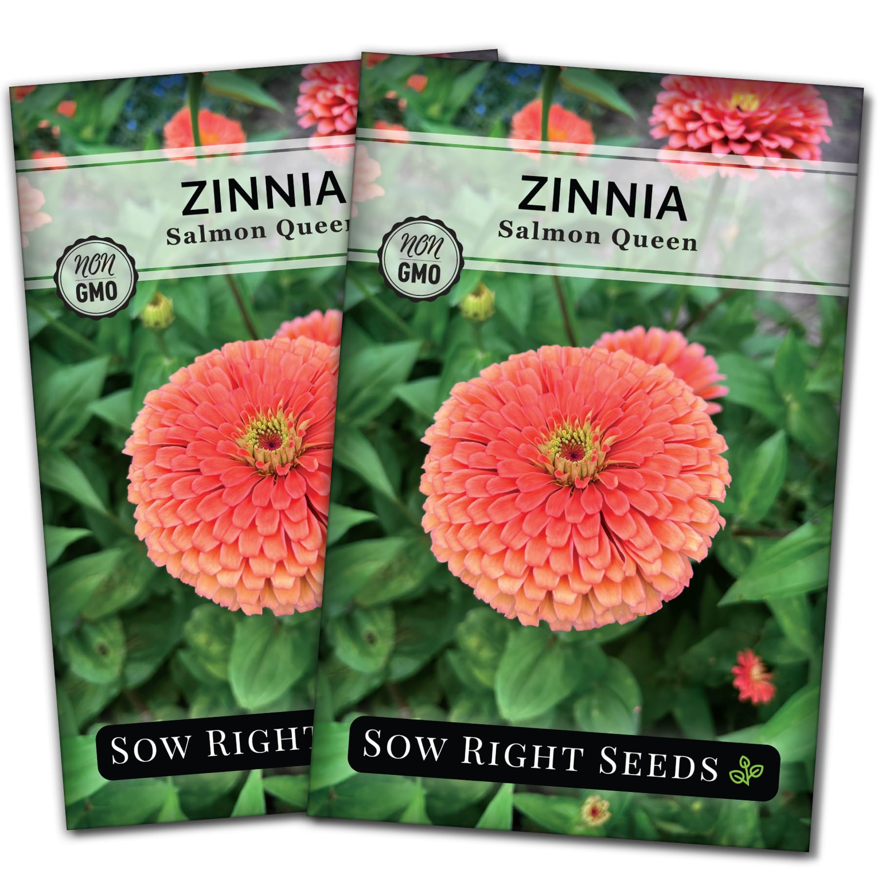 Sow Right Seeds - Salmon Queen Zinnia Seeds for Planting - Non-GMO Heirloom Packet to Plant & Gro... | Amazon (US)