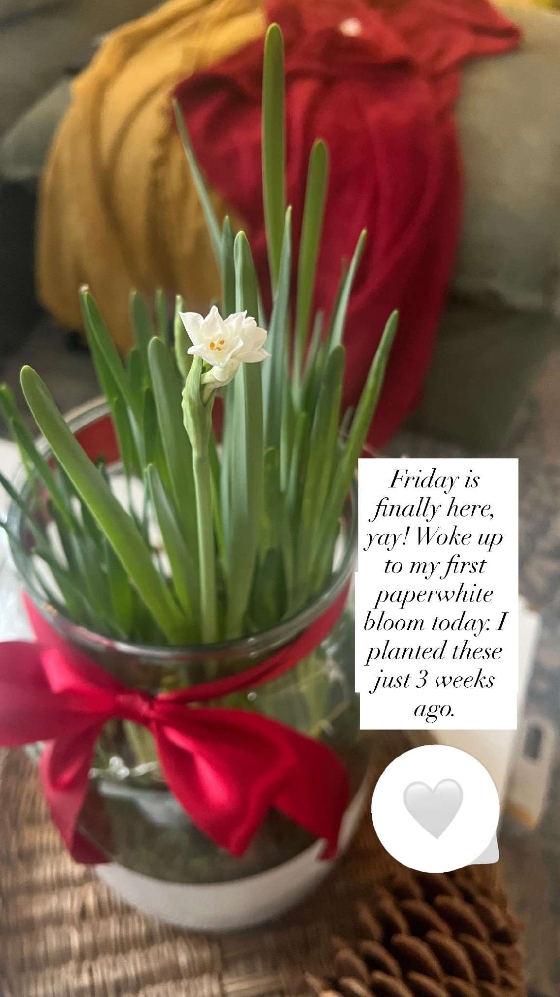 Friday is finally here, yay! Woke up to my first paperwhite bloom today. I planted these just 3 weeks ago.

#LTKGiftGuide #LTKHoliday