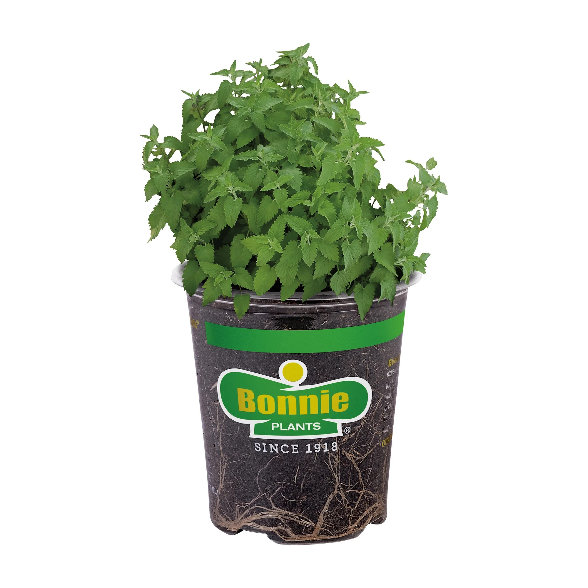 Bonnie Plants Catnip 19.3 oz. | Walmart (US)