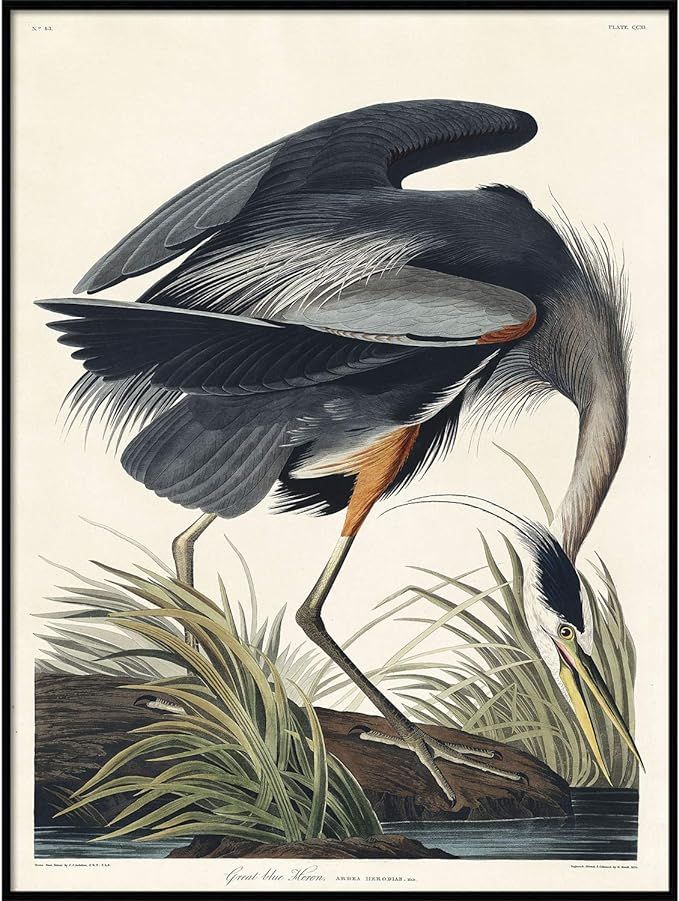 Heron Print, Antique Bird Painting, Vintage Drawing Poster Wall Art Decor, Great Blue Heron, Bird... | Amazon (US)