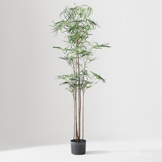 Faux Potted Australian Bottleneck Tree | West Elm (US)
