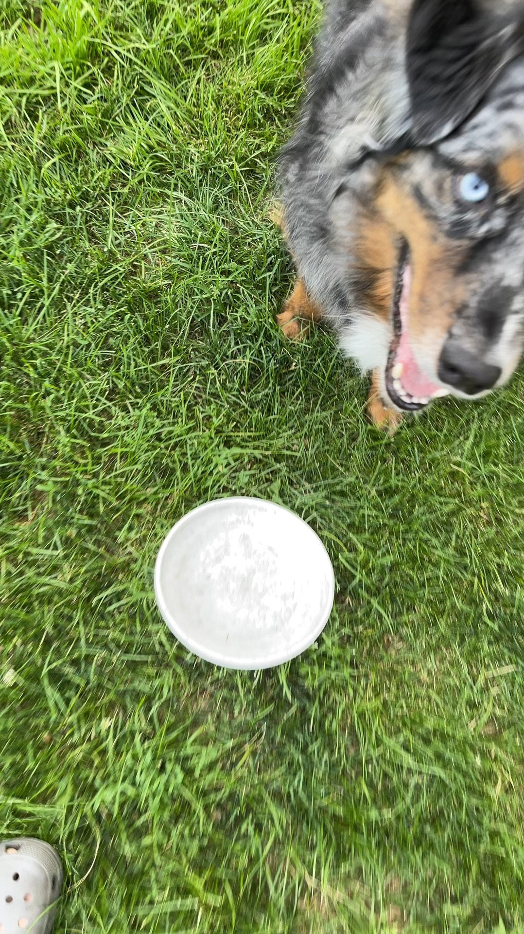 I may not have a professional disc dog but I do have a backyard disc dog #dogs #disc 

#LTKVideo #LTKfindsunder50 #LTKhome