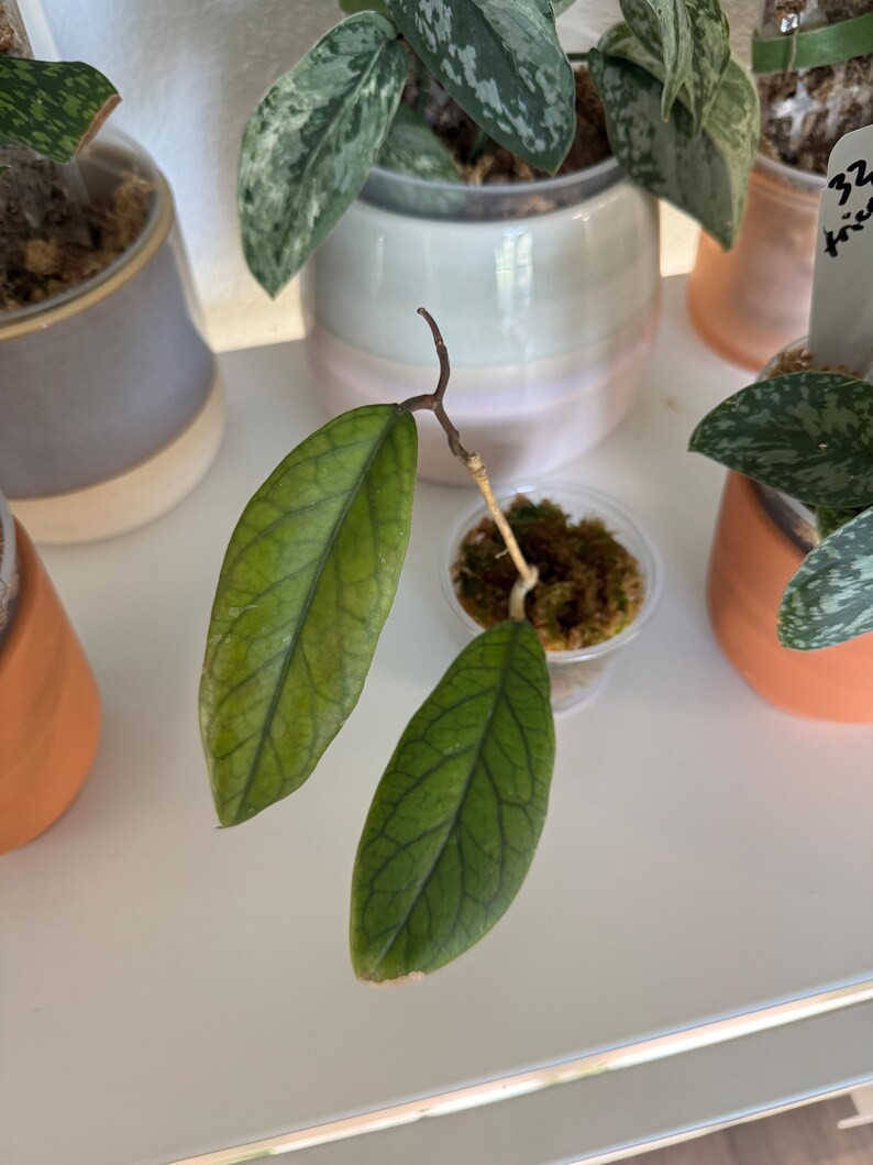Hoya Vitellinoides | Rooted Cutting - Etsy | Etsy (US)