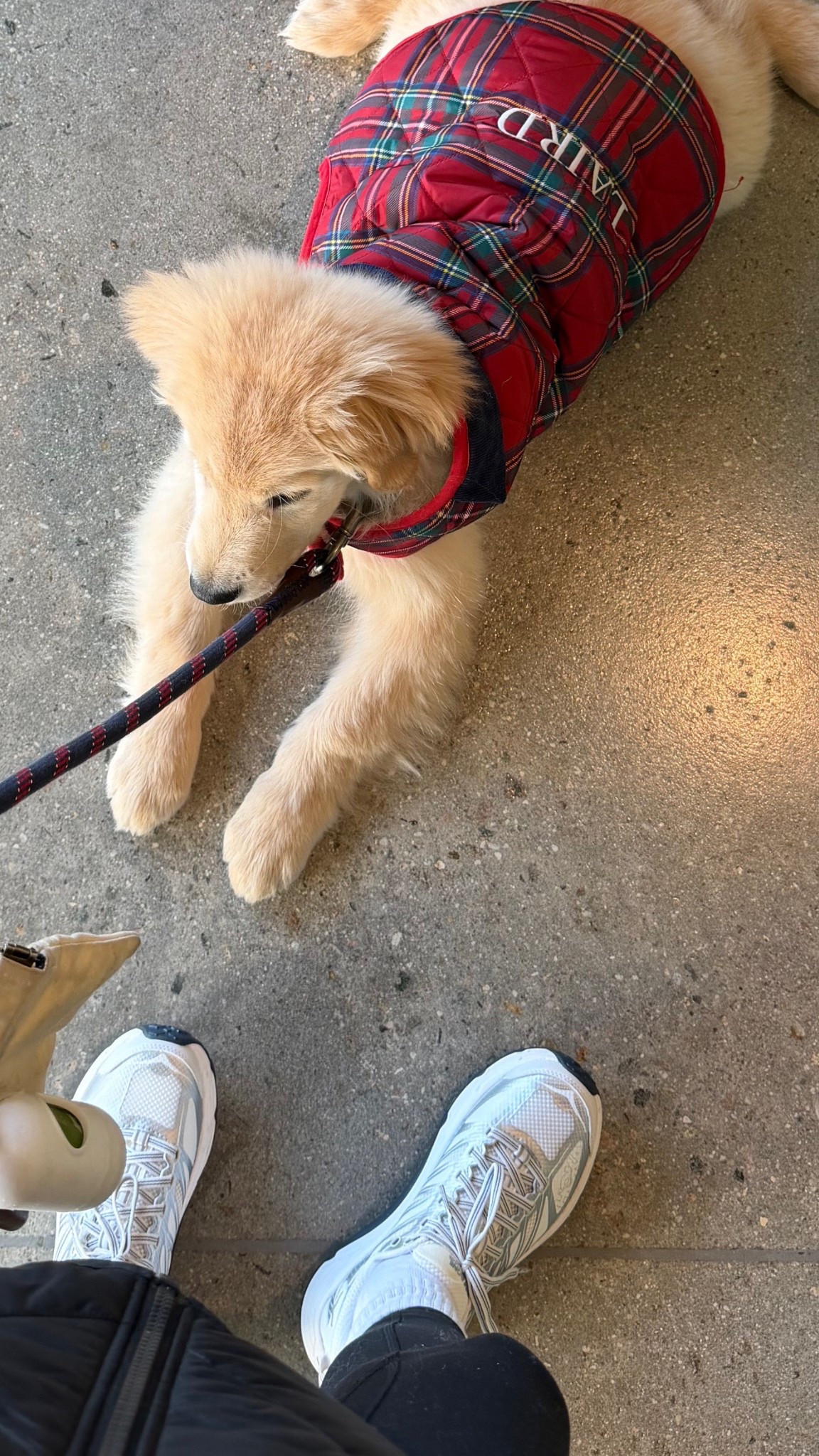 [12/9/25] lairds jacket (he’s almost 20lbs and wearing medium which is still a little big for him!) my sneakers are true size - they were squeaky for the first 5 minutes of wearing them and then stopped! 

#LTKHoliday #LTKGiftGuide #LTKdayinmylife