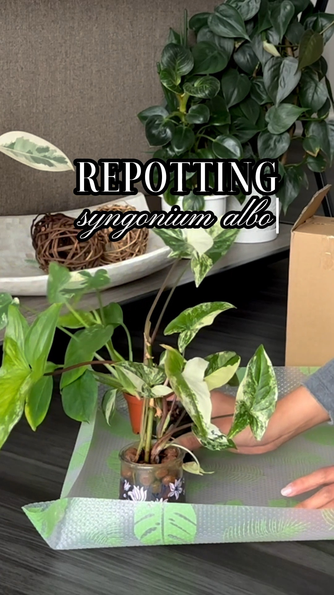 Giving my plants a fresh start using well-draining mix and these smart self-watering pots. Small upgrade, healthier roots 🤍🪴

#LTKHome #LTKstorytime