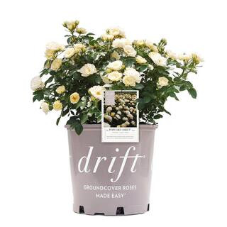 Drift 2 Gal. Popcorn Drift Rose Bush with Buttery Yellow Flowers 13198 - The Home Depot | The Home Depot