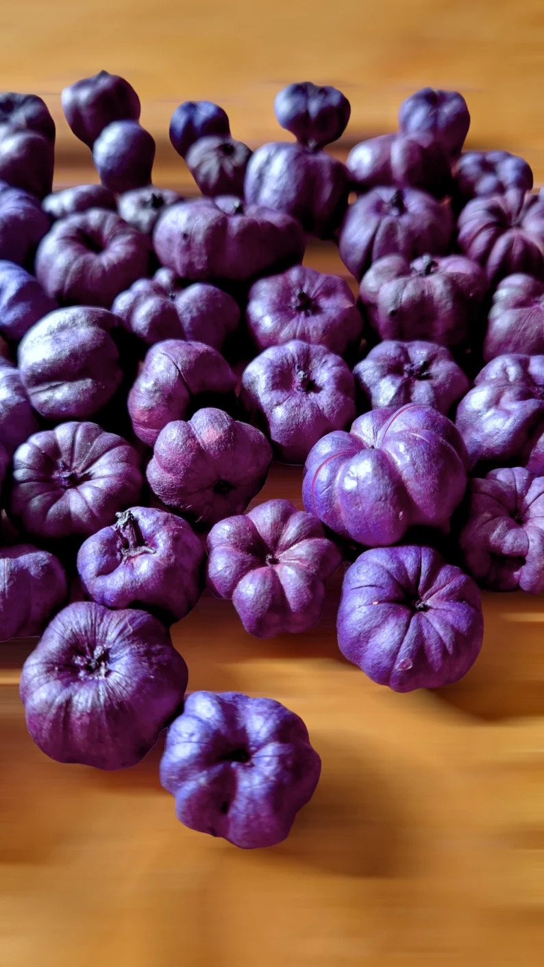 Miniature PUMPKINS, PUTKA PODS, Bowl Filler, Little Natural Baby Pumpkins Purple Perfect for Deco... | Etsy (US)