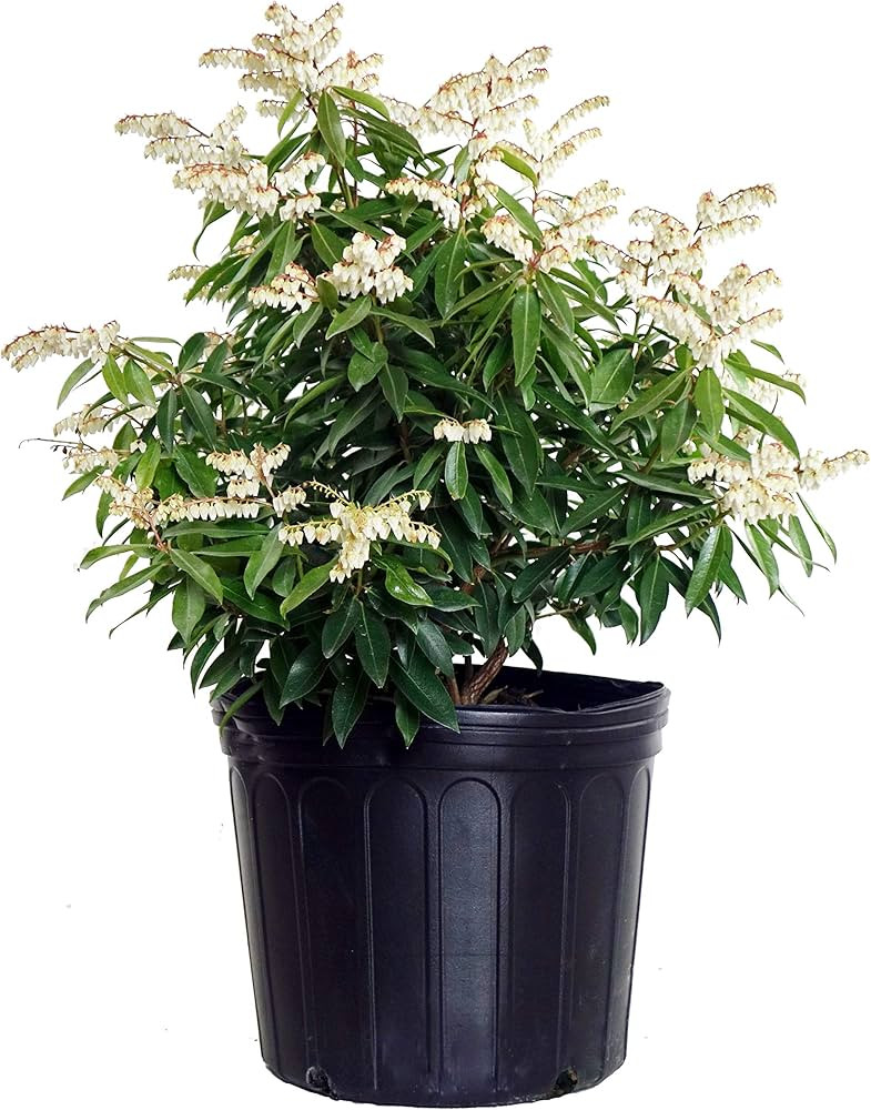Pieris jap. 'Brouwer's Beauty' (Brouwers Beauty Andromeda) Evergreen, #3 - Size Container | Amazon (US)
