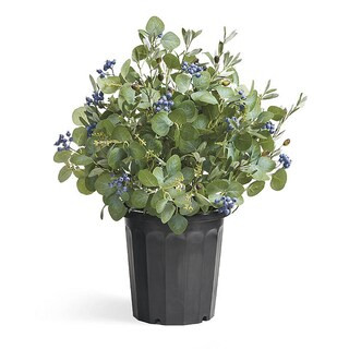 Eucalyptus and Blueberry Urn Filler | Frontgate | Frontgate