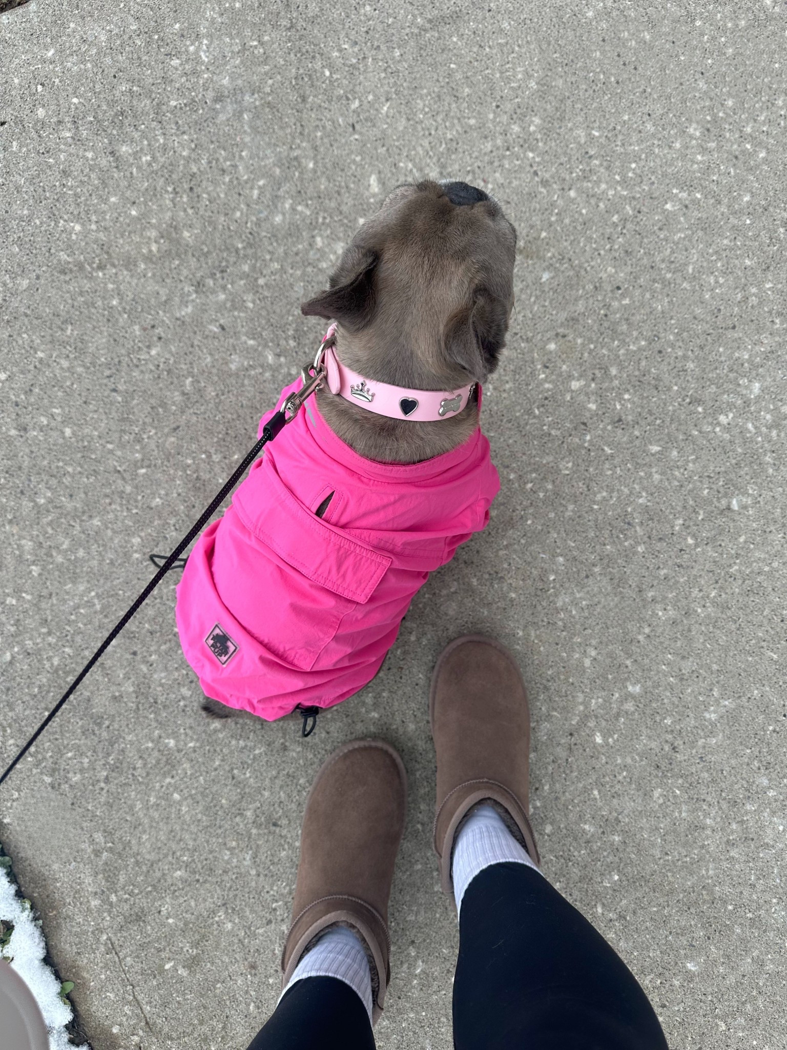 Dog snow season essentials for pups ❄️🐶 All products can be shopped on Maxbones site use code STELLA10 to save on all items 🙌🏼

#LTKSeasonal #LTKHoliday