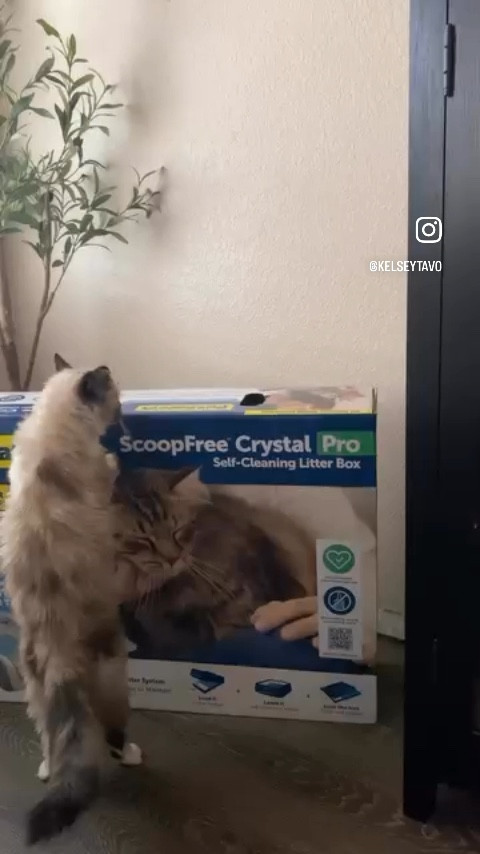 The best litter box I’ve found! Cat moms 

#LTKSaleAlert #LTKdayinmylife #LTKHome