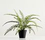Faux Potted Wild Fern | Pottery Barn (US)