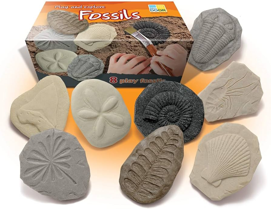 Yellow Door Let's Investigate Fossil Stone, Pack of 8 | Amazon (US)