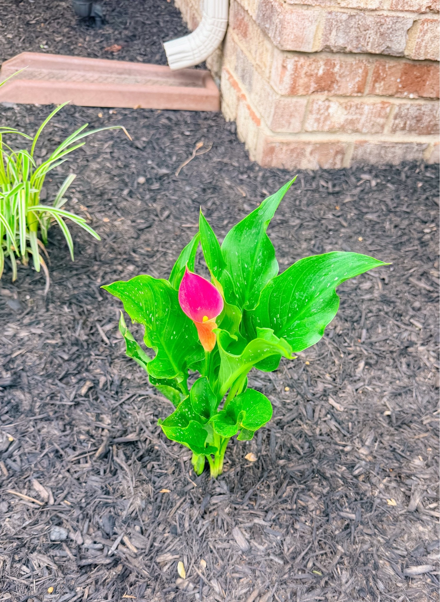 Came back from our walk today to find this STUNNING pink calla Lilly blooming in our front garden!! It’s been so fun seeing what plants have popped up these last few weeks - I can’t wait to see these come to life!! 🌷🤍

#LTKHome #LTKSeasonal