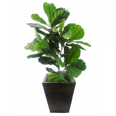 Faux Fiddle Leaf Floor Plant in Planter | Wayfair North America