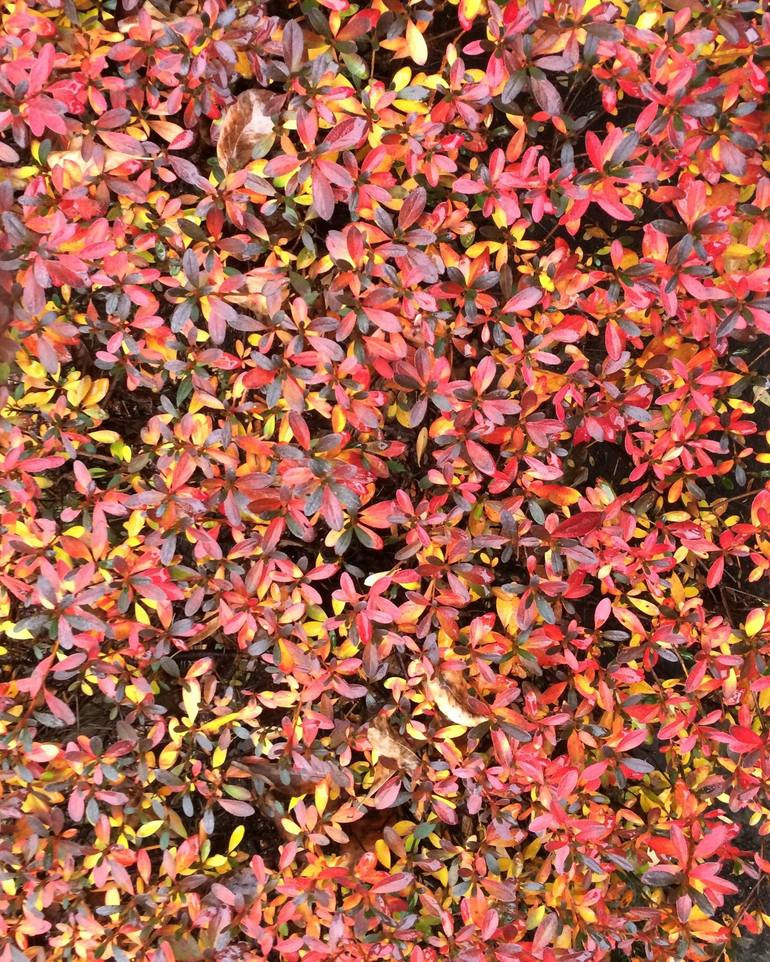 Colorful Red Yellow Black Floral Cascade / Rolled Canvas Original Photograph | Saatchi Art 