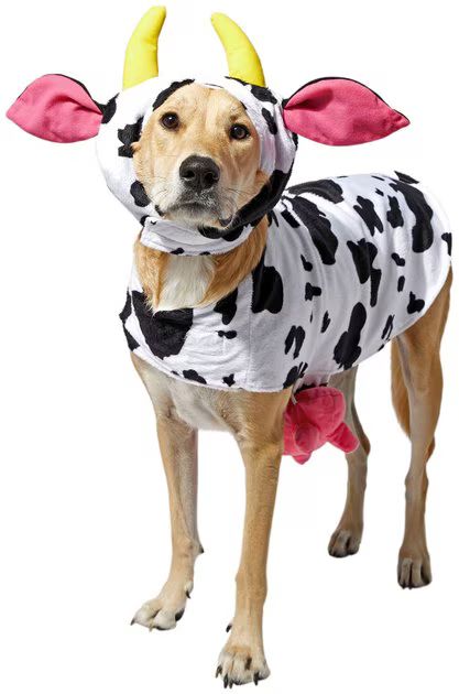 FRISCO Happy Cow Dog & Cat Costume, XXX-Large - Chewy.com | Chewy.com