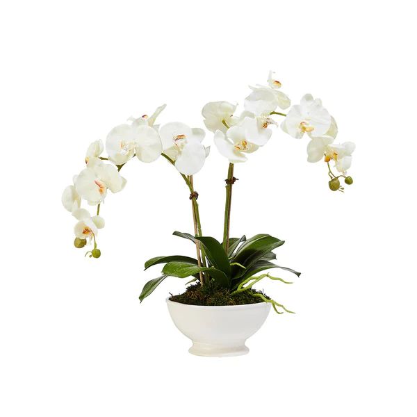 Faux Double White Orchid in White Stone Bowl | Caitlin Wilson Design