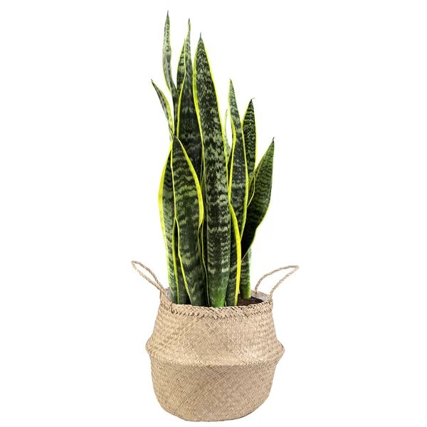 33'' Live Snake Plant in Basket | Wayfair North America