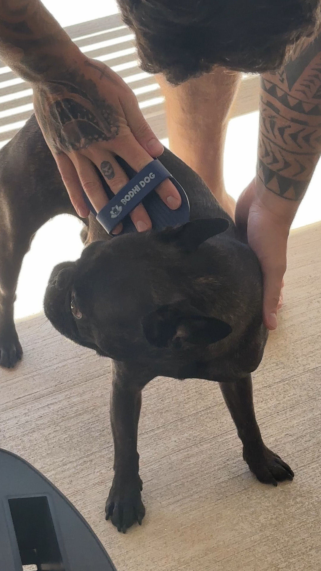 Best brush for short haired dogs 🤍

#LTKFindsUnder50 #LTKSaleAlert #LTKPets