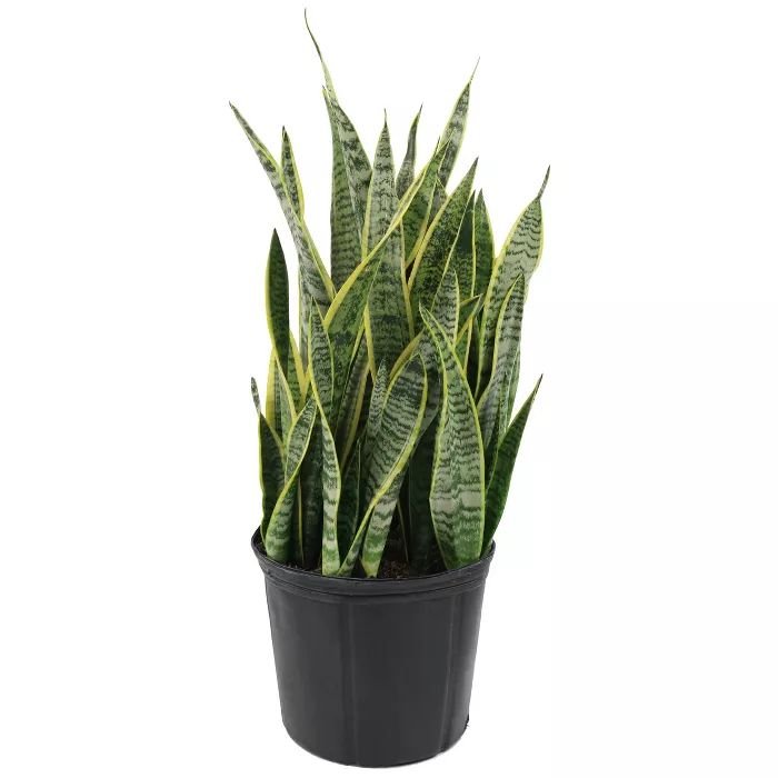 2Gal Snake Plant 'Laurentii' Sansaveria Plant in 10" Grower's Pot - National Plant Network | Target